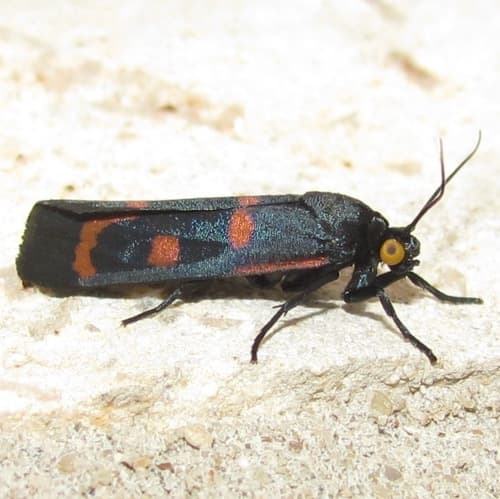 Straight-lined Cydosia Moth