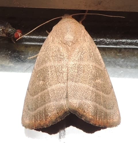 Straight-lined Mallow Moth
