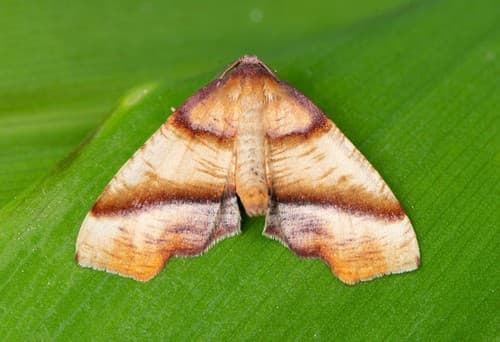 Straight-lined Plagodis Moth