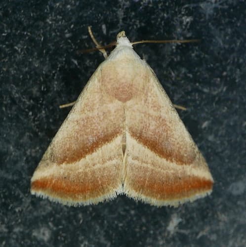 Straight-lined Seed Moth
