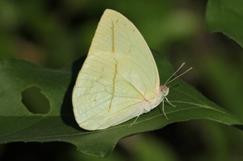 Straight-lined Sulphur