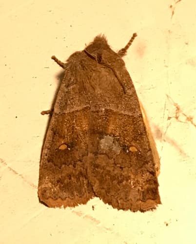Straight-toothed Sallow