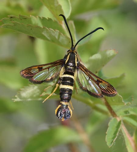 Strawberry Crown Moth