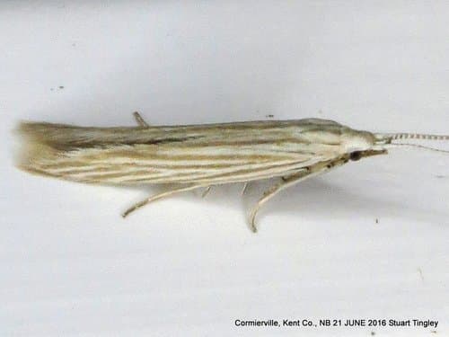 Streaked Coleophora Moth