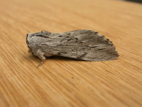 Streaked Notodontid Moth