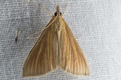 Streaked Orange Moth