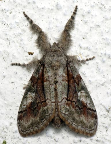 Streaked Tussock Moth