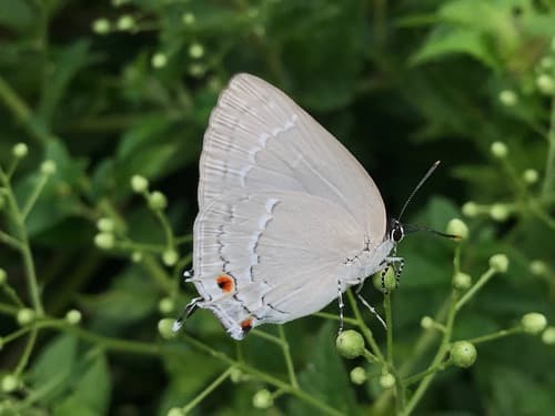 Elika Hairstreak