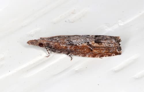 Strepsicrates infensa