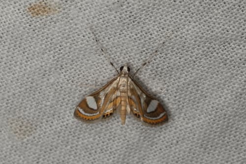 Strepsinoma croesusalis