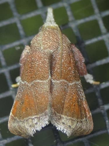 Streptopalpia minusculalis