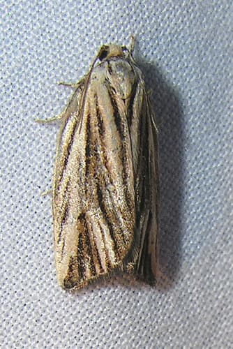 Striated Tortrix Moth