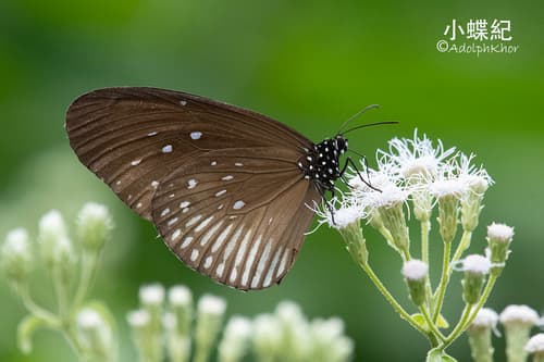 Striped Black Crow Butterfly