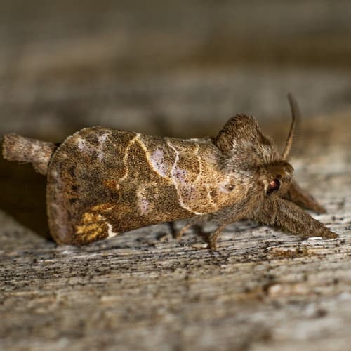 Striped Chocolate-tip Moth