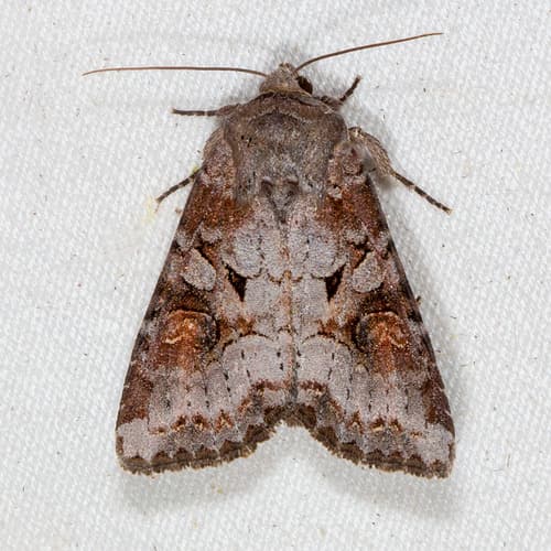 Striped Garden Caterpillar Moth