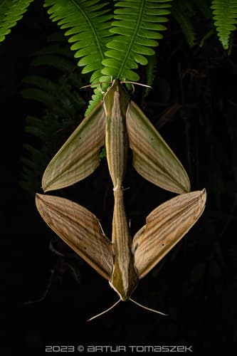 Striped Green Hawkmoth