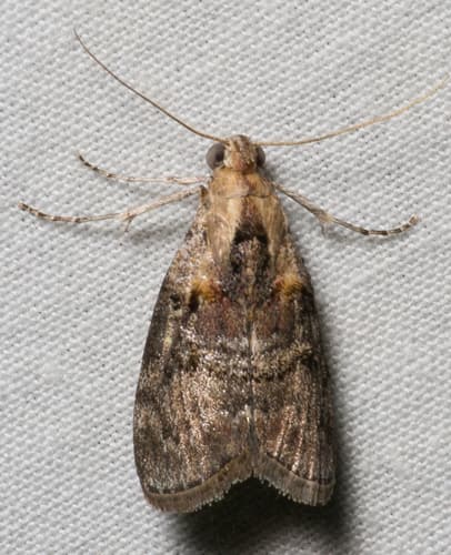 Striped Oak Webworm Moth