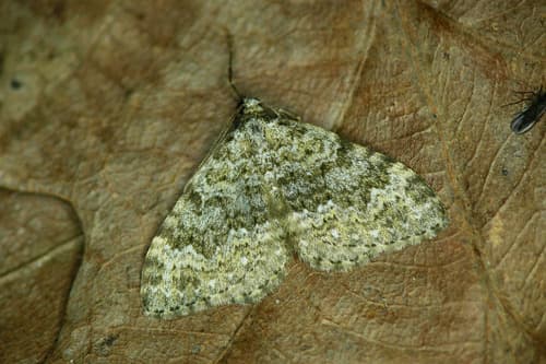Striped Twin-spot Carpet
