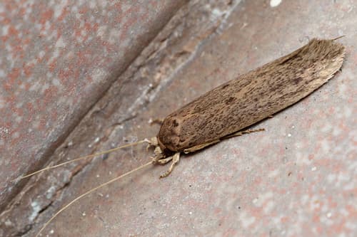 Sugar-cane Moth