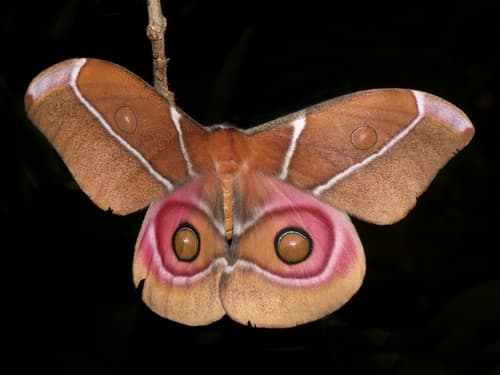 Suraka Silk Moth