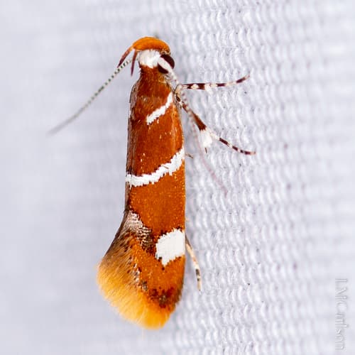 Suzuki's Promalactis Moth