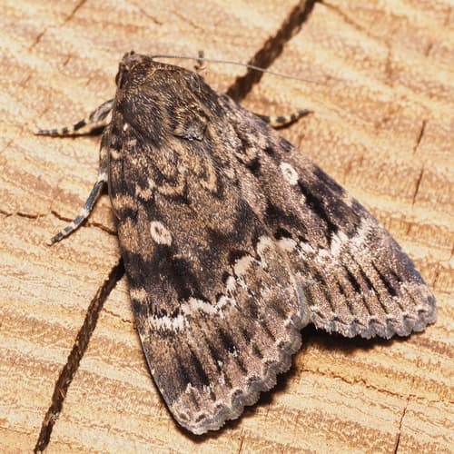 Svensson's Copper Underwing