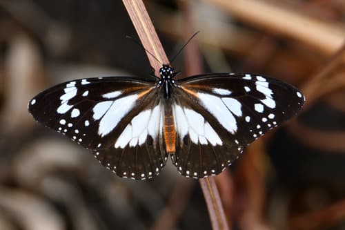 Swamp Tiger Butterfly