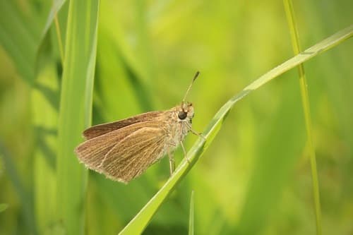 Swarthy Skipper