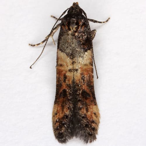 Sweet Clover Root Borer Moth