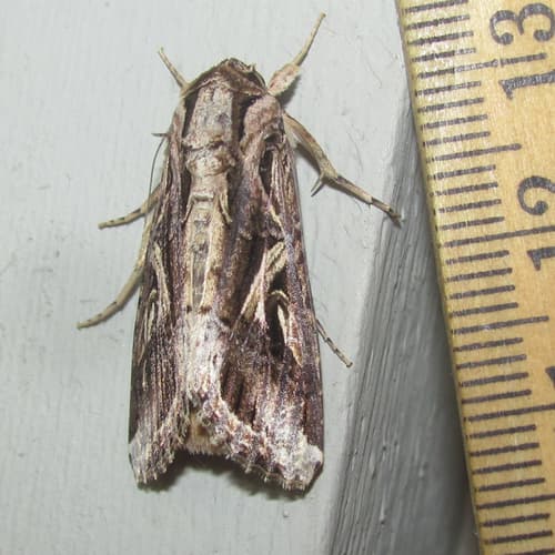 Sweet Potato Armyworm Moth