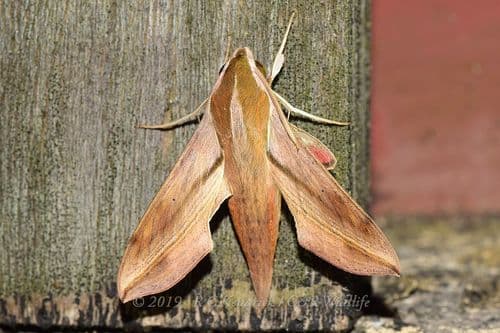 Swinhoe's Striated Hawkmoth