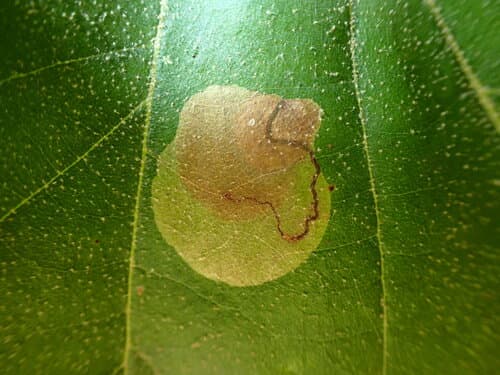 Sycamore Leaf Blotch Miner