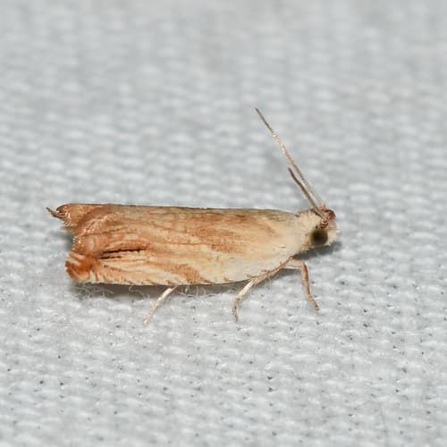 Sycamore Leaffolder Moth
