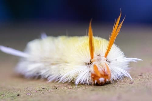Sycamore Tussock Moth