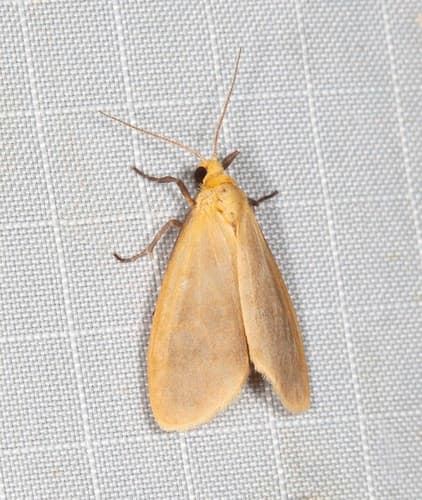 Symmetrodes sciocosma