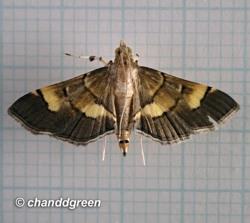 None widely recognized