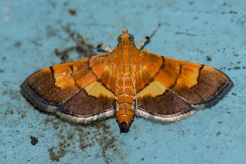 Orange-banded Moth