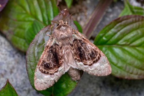 Syntypistis pallidifascia