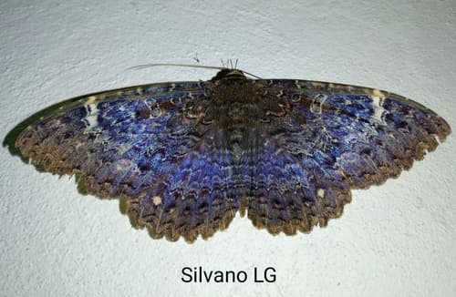 Syrnia hypnois
