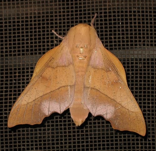 Molina's Royal Moth