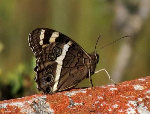 Table Mountain Beauty
