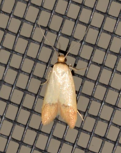 Tachystola stenoptera