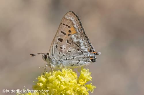Tailed Copper