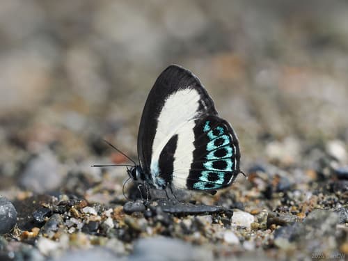 Tailed Green-banded Line Blue