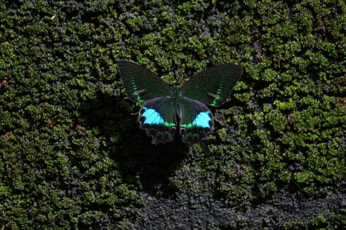 Taiwanese Glazed Swallowtail