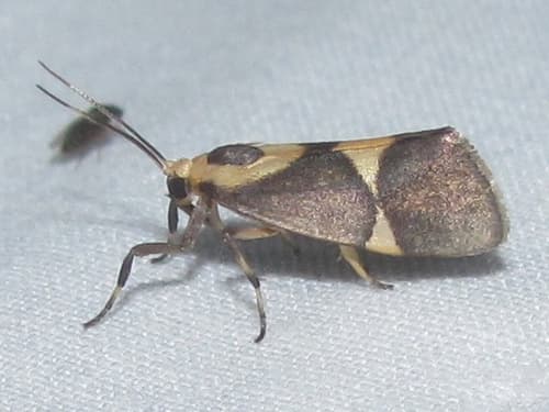 Tamaulipan Lichen Moth