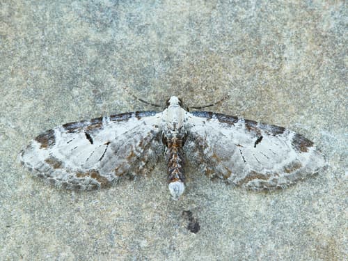 Tawny Eupithecia Moth