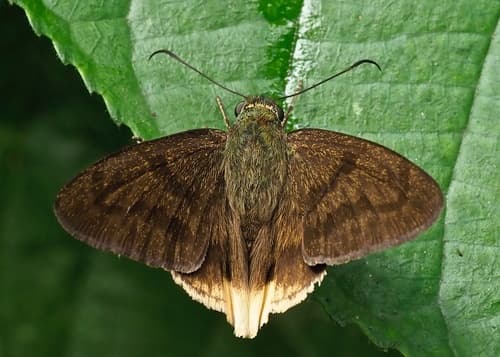 Anaphus Skipper