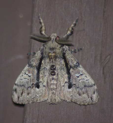 Tephra Tussock Moth
