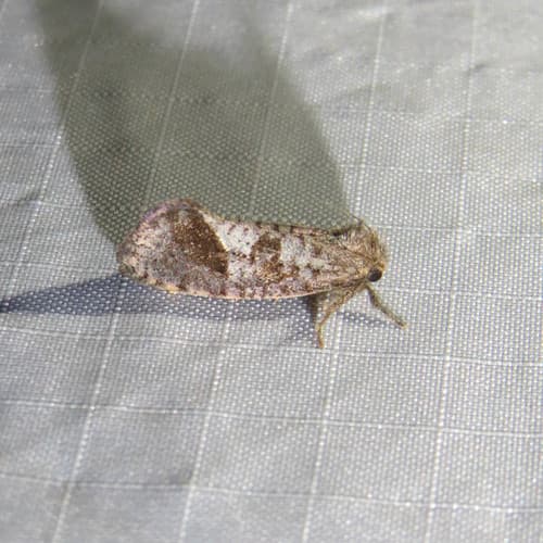 Texas Grass Tubeworm Moth